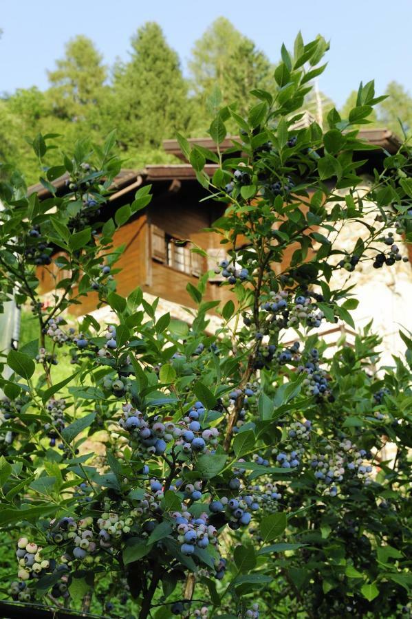B&B Il Sambuco Vignola  Extérieur photo